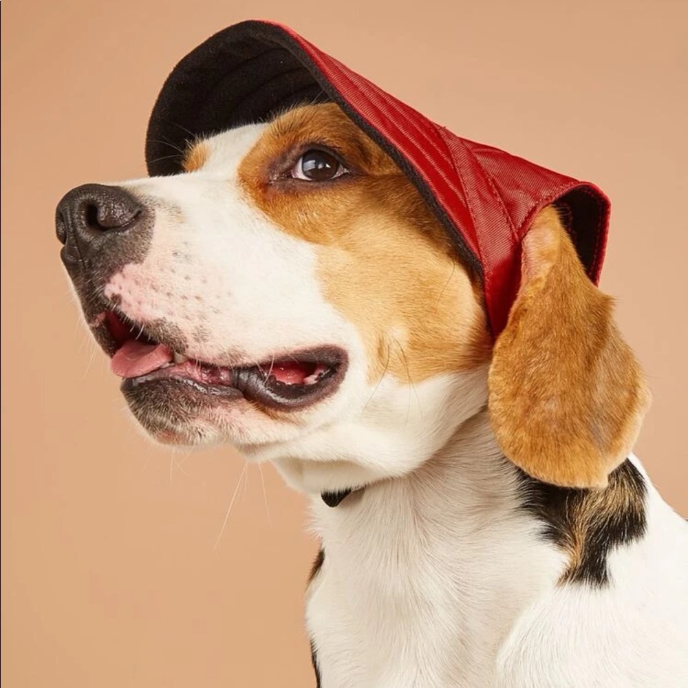 Plain Design Pet Headwear 🐩